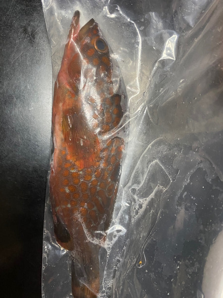 質問に添付された魚の写真