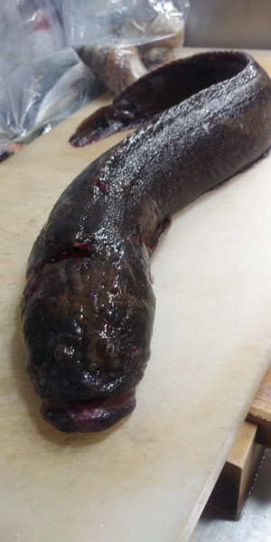 質問に添付された魚の写真