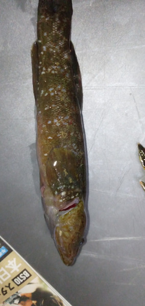 質問に添付された魚の写真