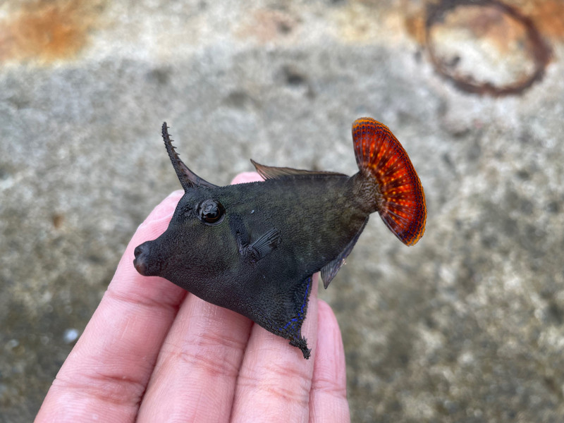 質問に添付された魚の写真
