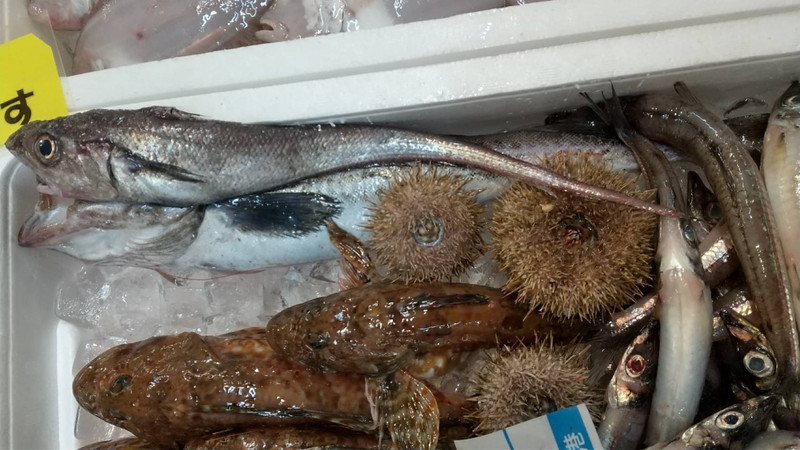 質問に添付された魚の写真