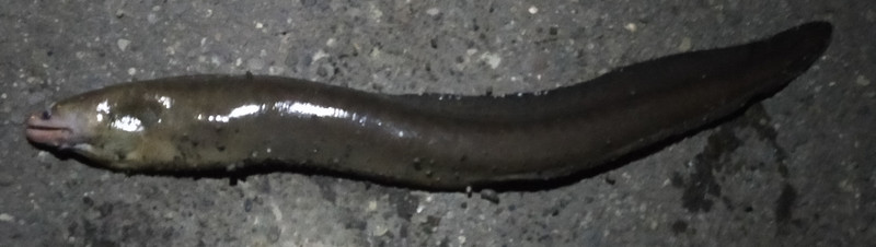 質問に添付された魚の写真