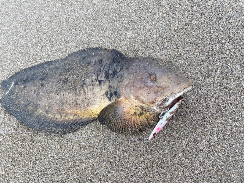 質問に添付された魚の写真