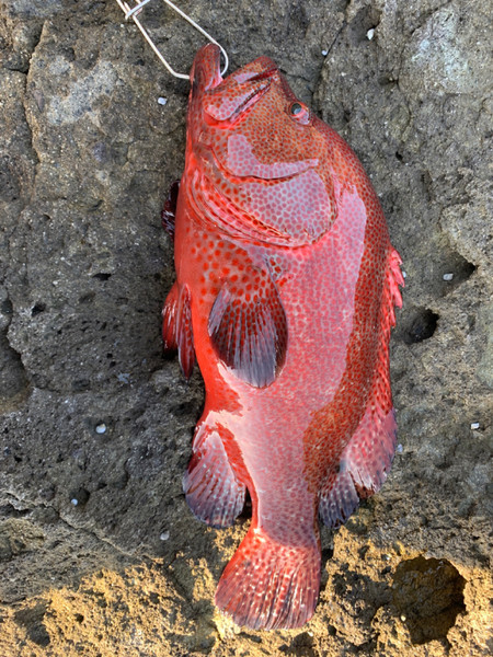 質問に添付された魚の写真