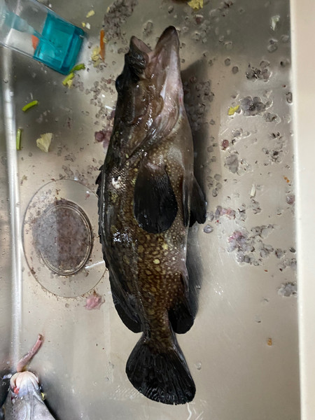 質問に添付された魚の写真