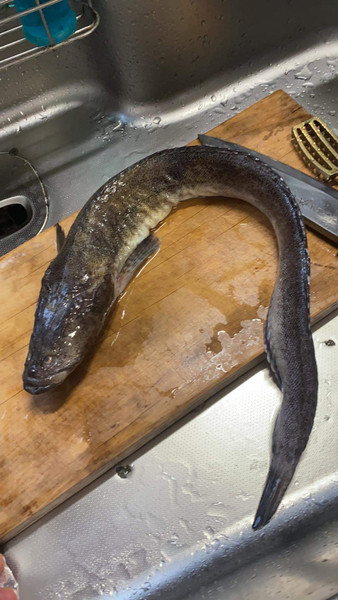 質問に添付された魚の写真