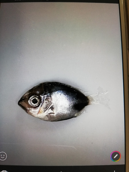 質問に添付された魚の写真