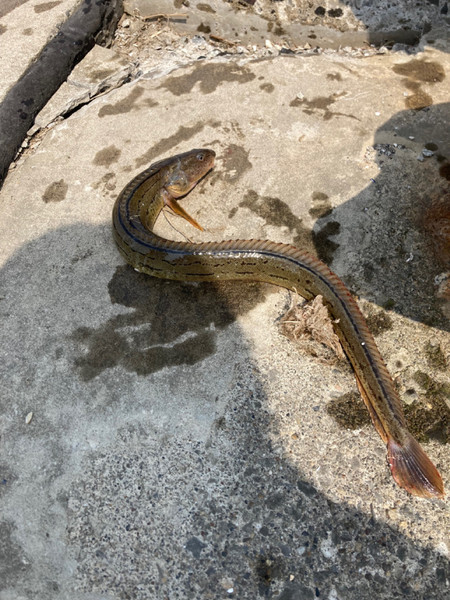 質問に添付された魚の写真