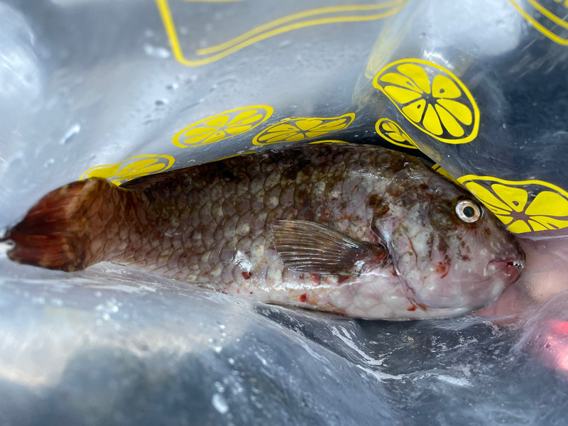 質問に添付された魚の写真