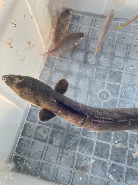 質問に添付された魚の写真