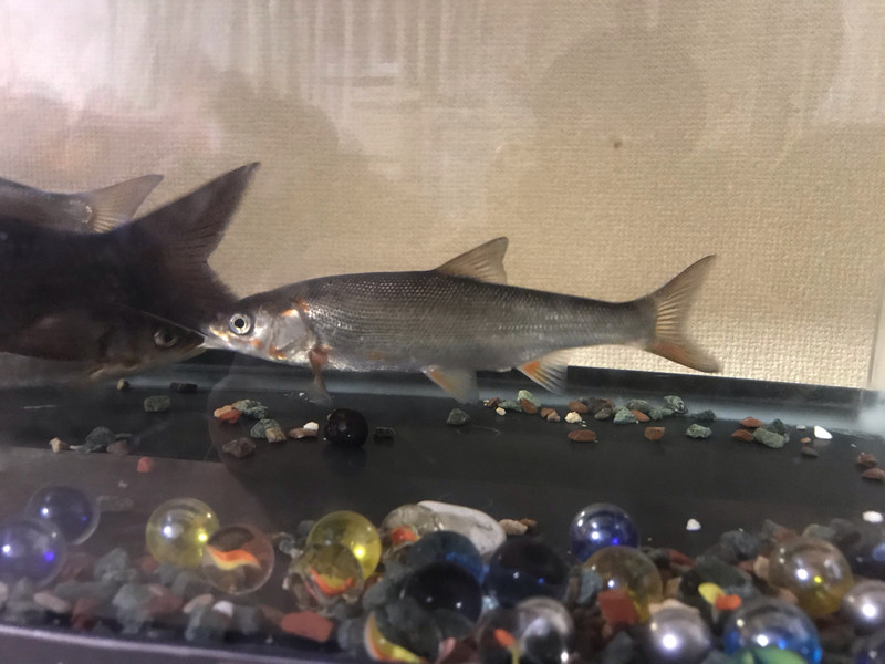 質問に添付された魚の写真
