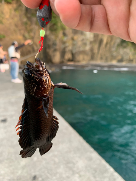 質問に添付された魚の写真