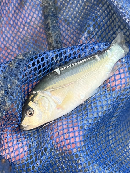 質問に添付された魚の写真