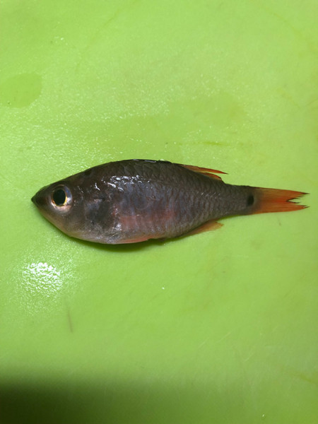 質問に添付された魚の写真