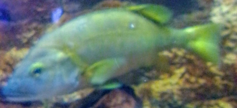 質問に添付された魚の写真