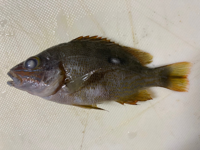 質問に添付された魚の写真