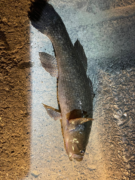 質問に添付された魚の写真