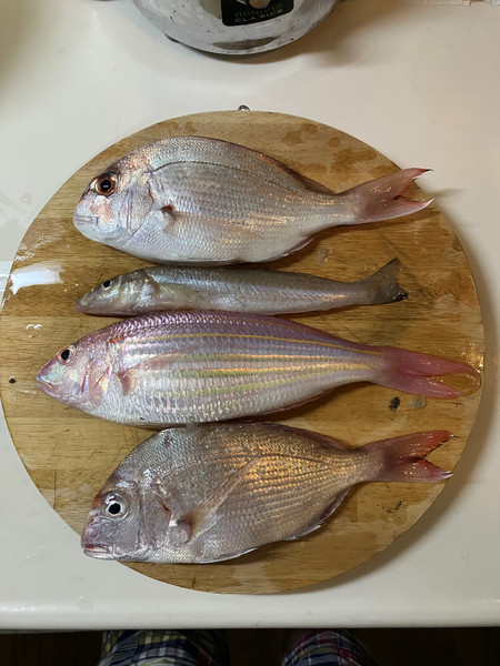 質問に添付された魚の写真