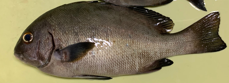 質問に添付された魚の写真