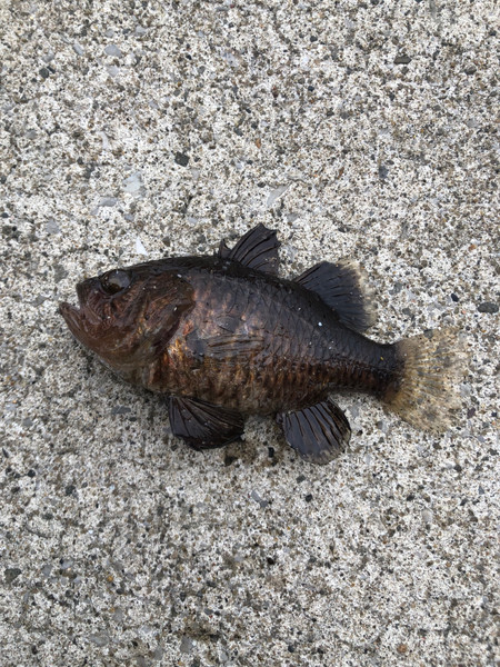 質問に添付された魚の写真