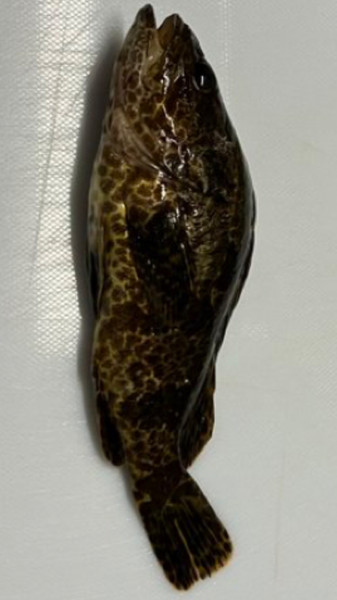質問に添付された魚の写真