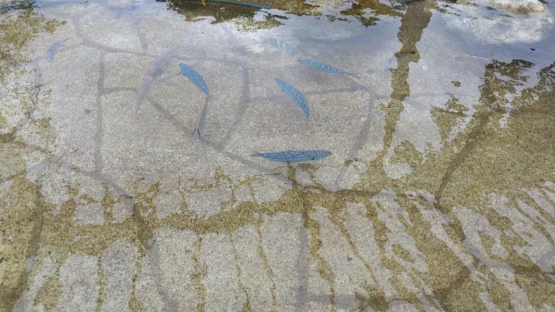 質問に添付された魚の写真