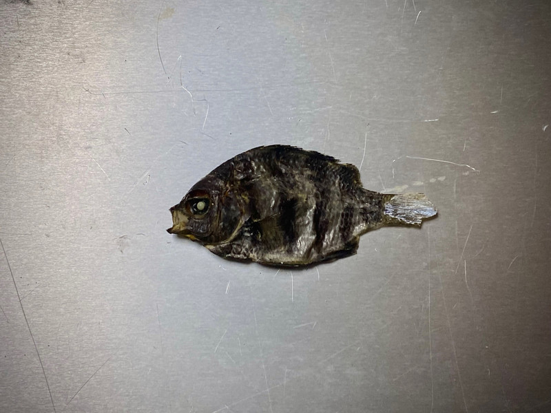 質問に添付された魚の写真