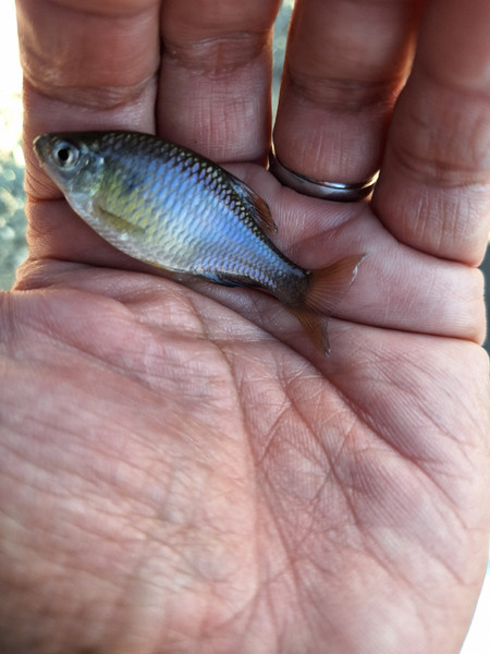 質問に添付された魚の写真