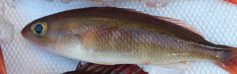 質問に添付された魚の写真