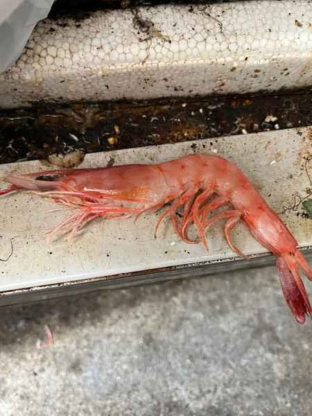 質問に添付された魚の写真