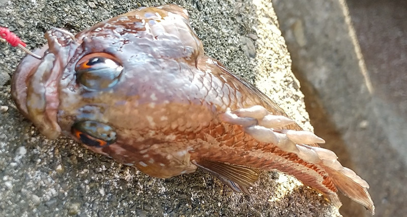 質問に添付された魚の写真