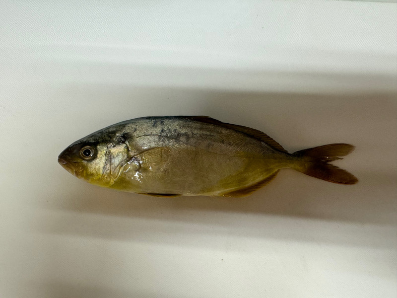 質問に添付された魚の写真