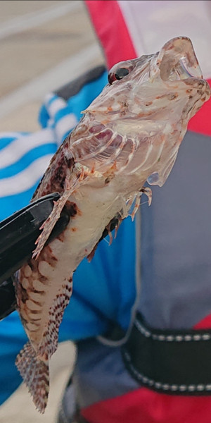 質問に添付された魚の写真
