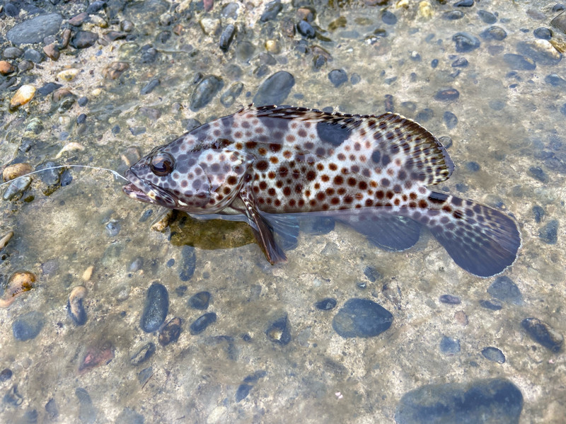 質問に添付された魚の写真