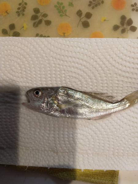 質問に添付された魚の写真
