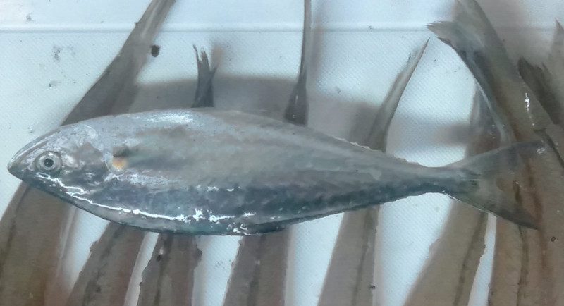 質問に添付された魚の写真