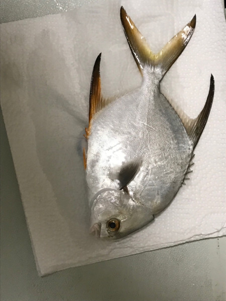 質問に添付された魚の写真