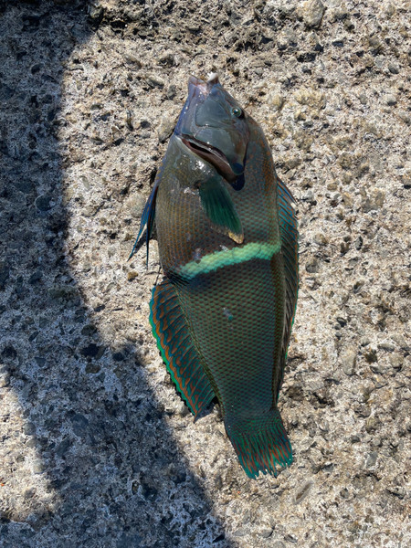 質問に添付された魚の写真