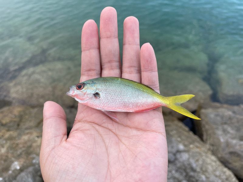 質問に添付された魚の写真