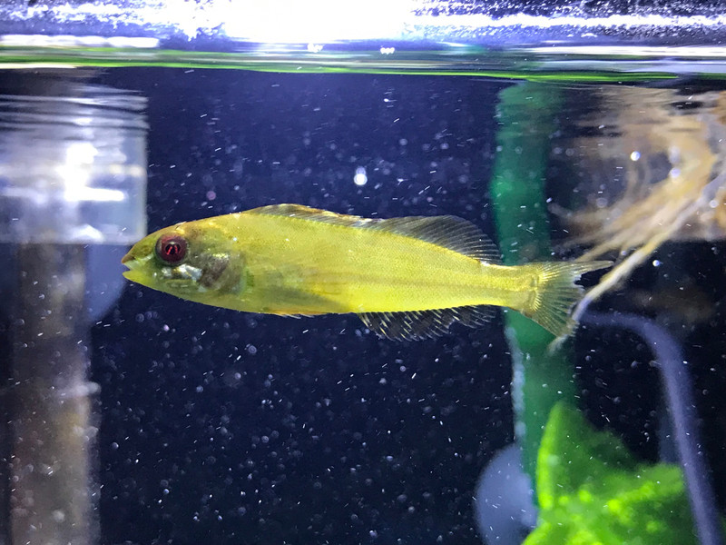 質問に添付された魚の写真