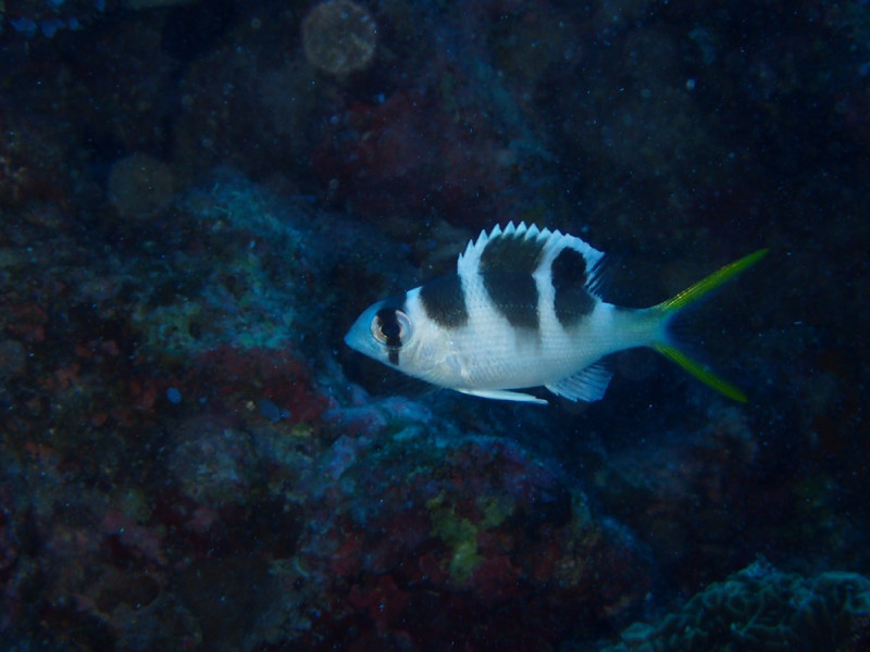 質問に添付された魚の写真