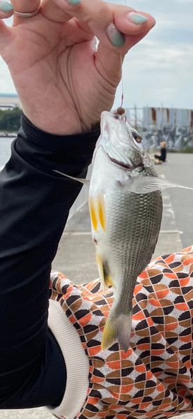 質問に添付された魚の写真