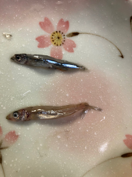 質問に添付された魚の写真
