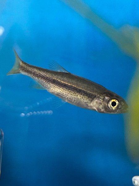 質問に添付された魚の写真