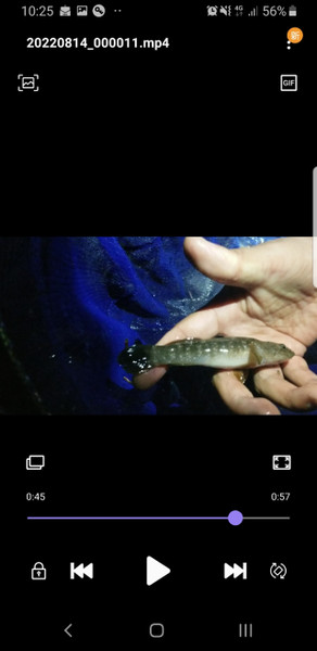質問に添付された魚の写真