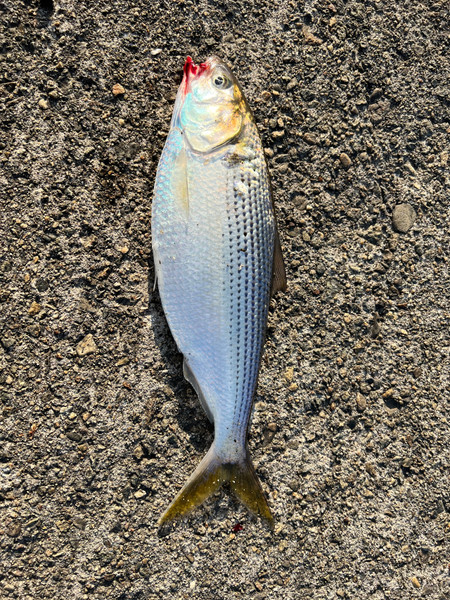 質問に添付された魚の写真