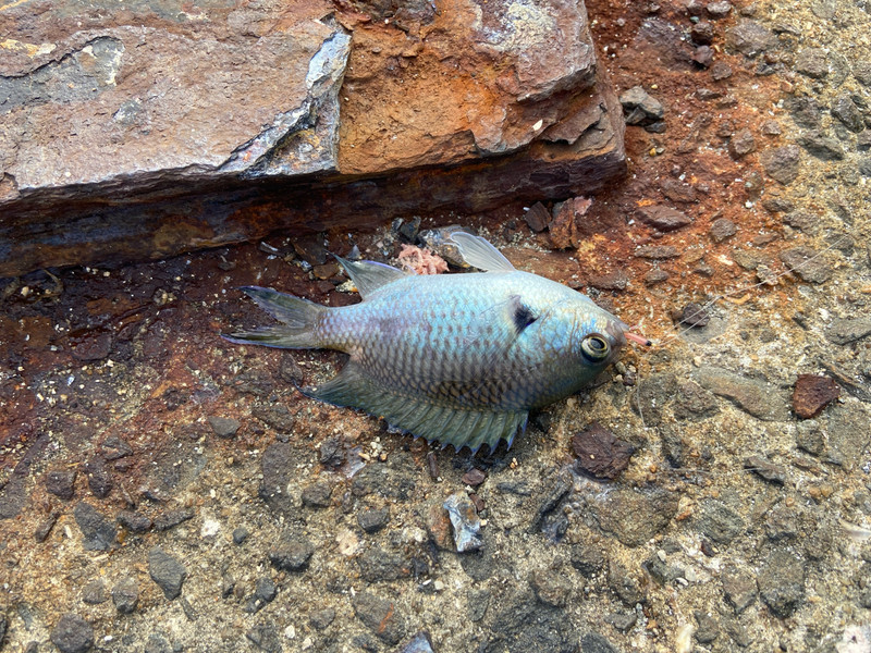 質問に添付された魚の写真