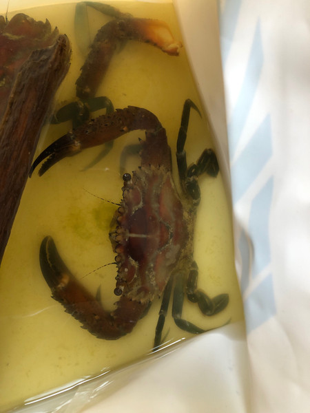 質問に添付された魚の写真
