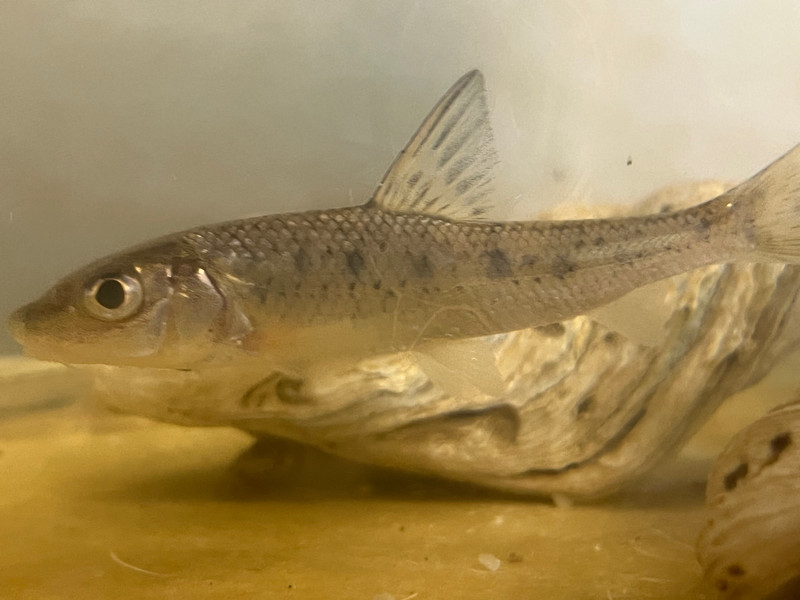 質問に添付された魚の写真