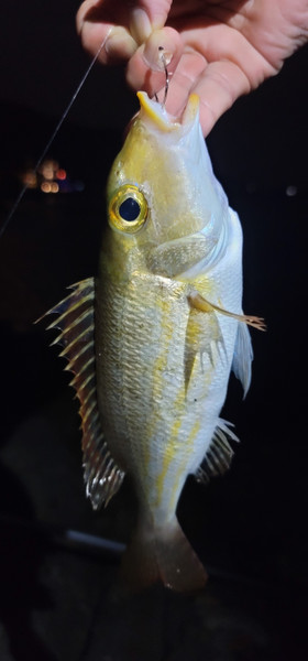 質問に添付された魚の写真